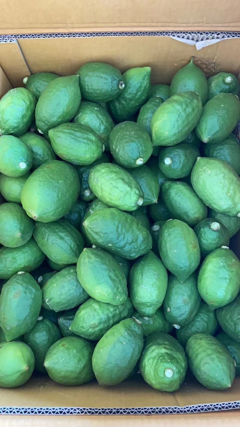 广东无籽香水柠檬
