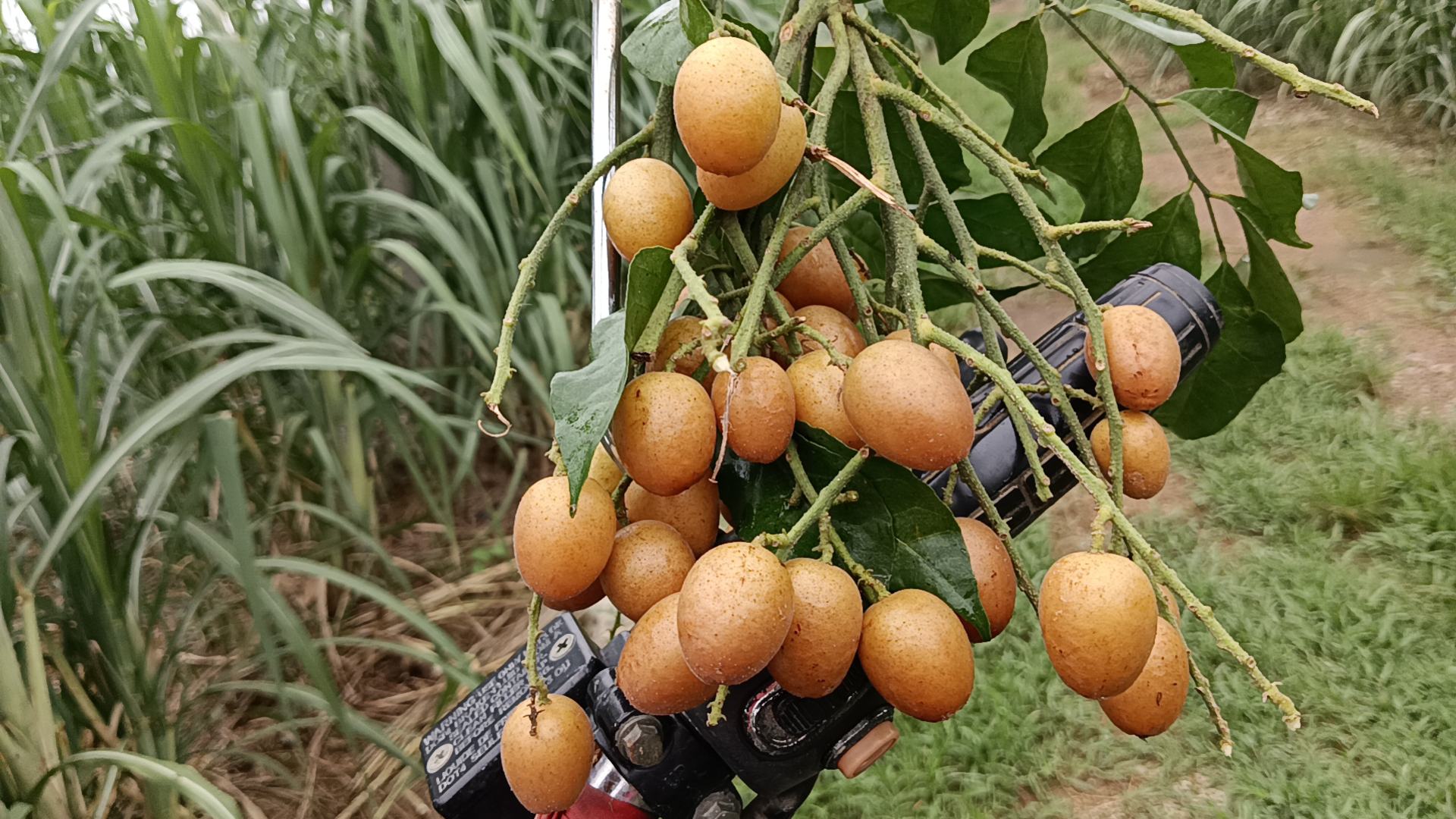 天津花蕾甜瓜成熟果实