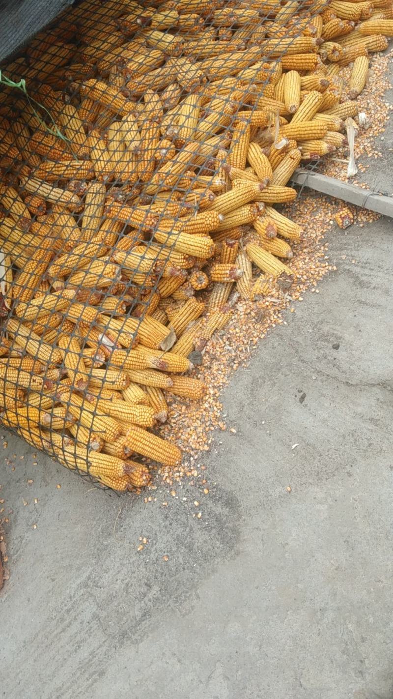 渠县玉米