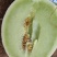 甜瓜玉菇甘肃玉门新玉菇甜瓜上市甘肃甜瓜批发供应商
