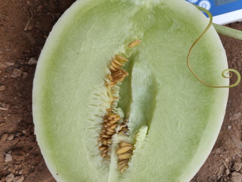 甜瓜玉菇甘肃玉门新玉菇甜瓜上市甘肃甜瓜批发供应商