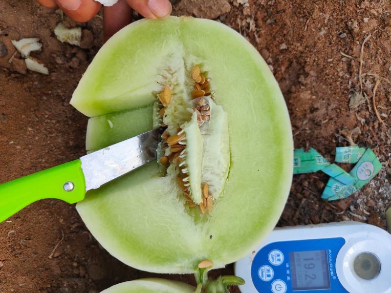 甜瓜玉菇甘肃玉门新玉菇甜瓜上市甘肃甜瓜批发供应商