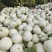 甜瓜玉菇甘肃玉门新玉菇甜瓜上市甘肃甜瓜批发供应商