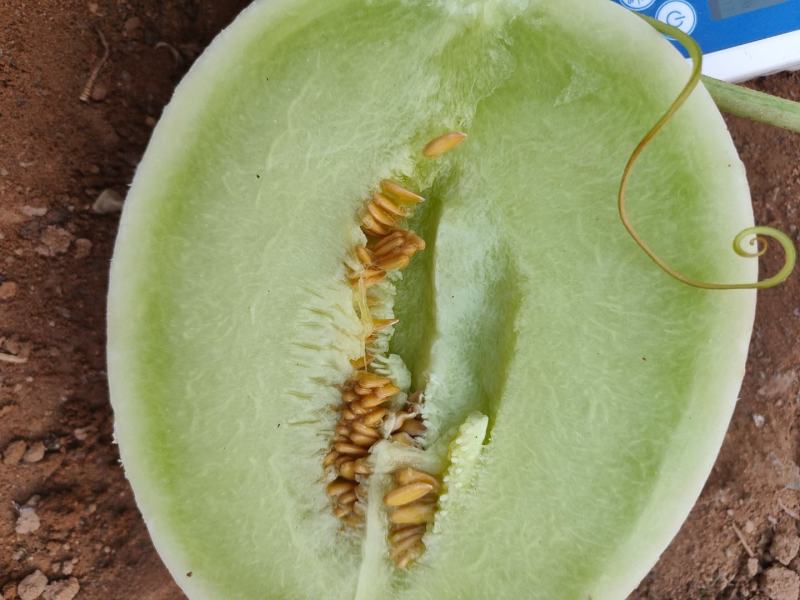 甜瓜玉菇甘肃玉门新玉菇甜瓜上市甘肃甜瓜批发供应商