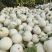 甜瓜玉菇甘肃玉门新玉菇甜瓜上市甘肃甜瓜批发供应商