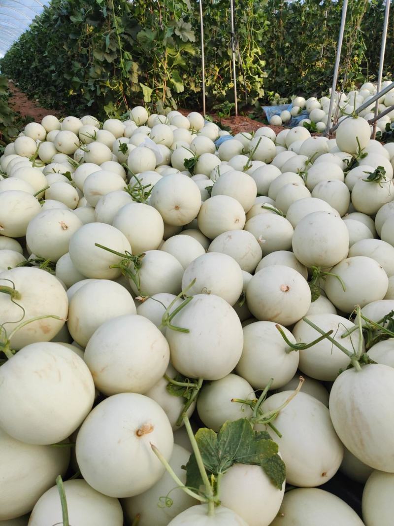 甜瓜玉菇甘肃玉门新玉菇甜瓜上市甘肃甜瓜批发供应商
