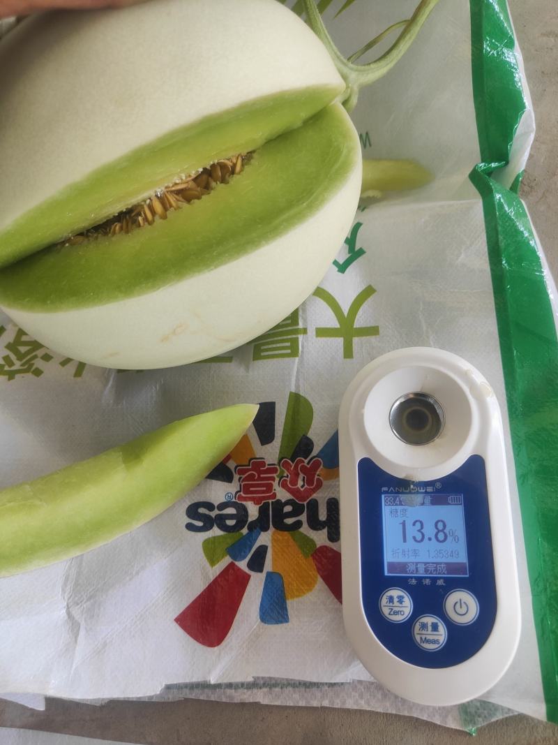 甜瓜玉菇甘肃玉门新玉菇甜瓜上市甘肃甜瓜批发供应商