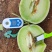 甜瓜玉菇甘肃玉门新玉菇甜瓜上市甘肃甜瓜批发供应商