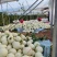 甜瓜玉菇甘肃玉门新玉菇甜瓜上市甘肃甜瓜批发供应商