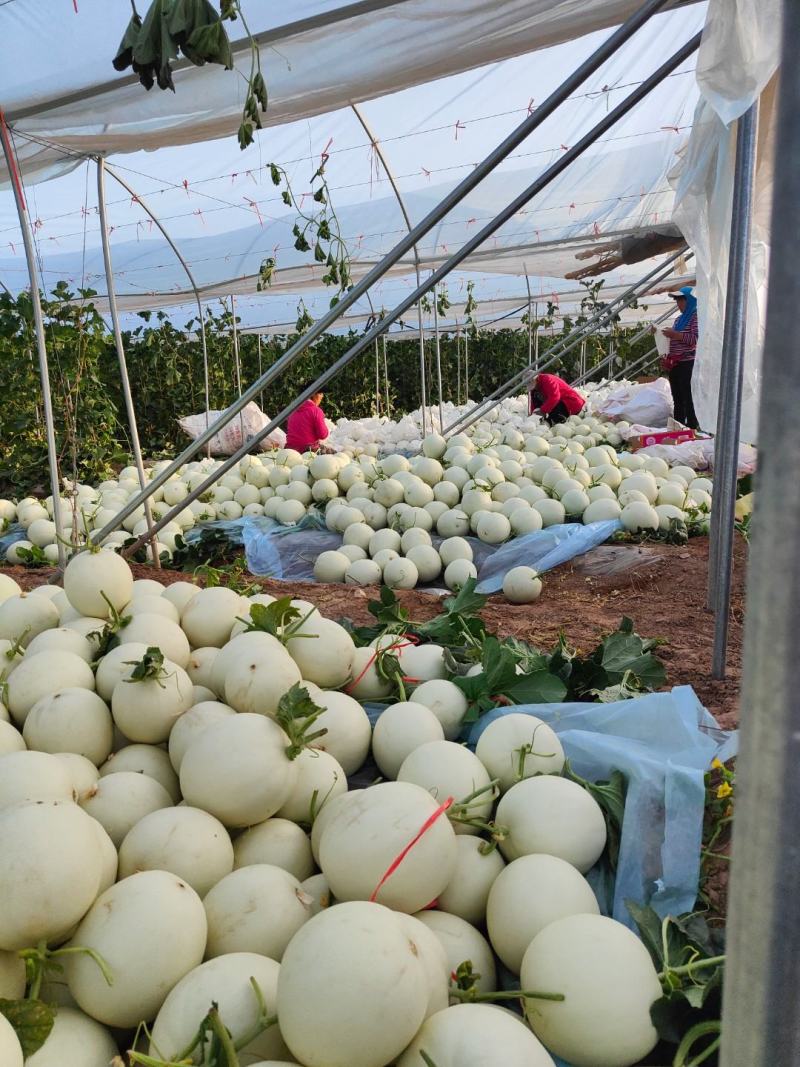 甜瓜玉菇甘肃玉门新玉菇甜瓜上市甘肃甜瓜批发供应商
