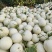 甜瓜玉菇甘肃玉门新玉菇甜瓜上市甘肃甜瓜批发供应商