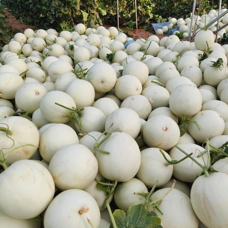 甜瓜玉菇甘肃玉门新玉菇甜瓜上市甘肃甜瓜批发供应商