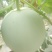 甜瓜玉菇甘肃玉门新玉菇甜瓜上市甘肃甜瓜批发供应商