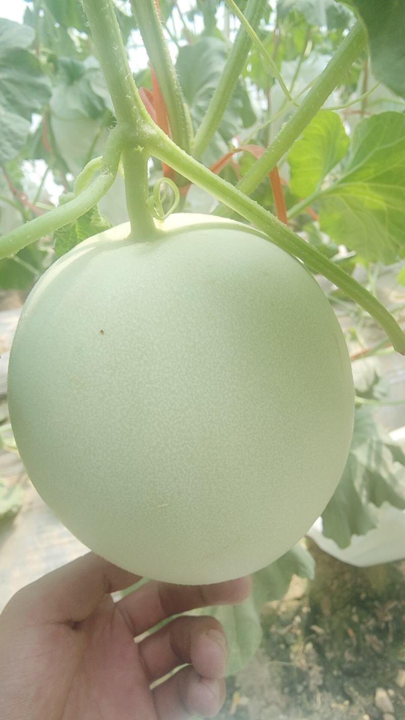 甜瓜玉菇甘肃玉门新玉菇甜瓜上市甘肃甜瓜批发供应商