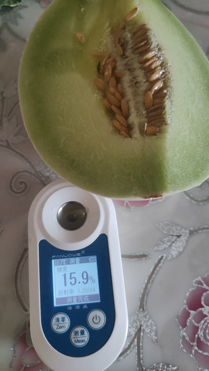 甜瓜玉菇甘肃玉门新玉菇甜瓜上市甘肃甜瓜批发供应商