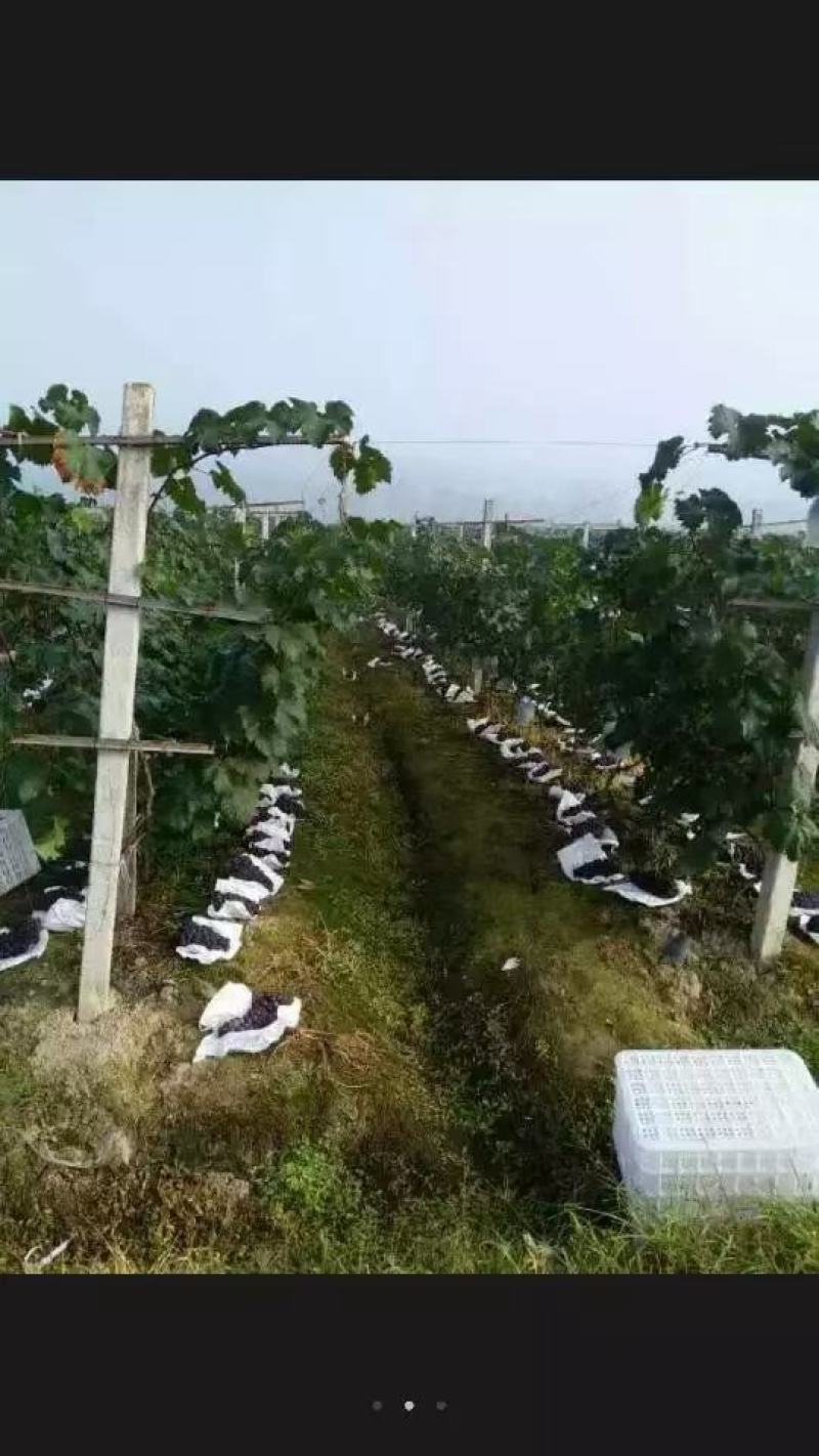 四川巨峰葡萄批发欢迎全国各地老板。价格实惠。