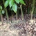 香樟容器苗