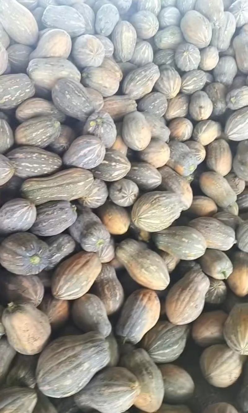 湖北南瓜早熟秘本盘龙204大量有货质量保证