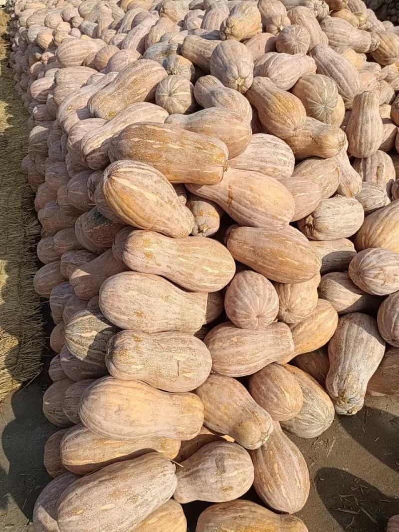 湖北南瓜早熟秘本盘龙204大量有货质量保证