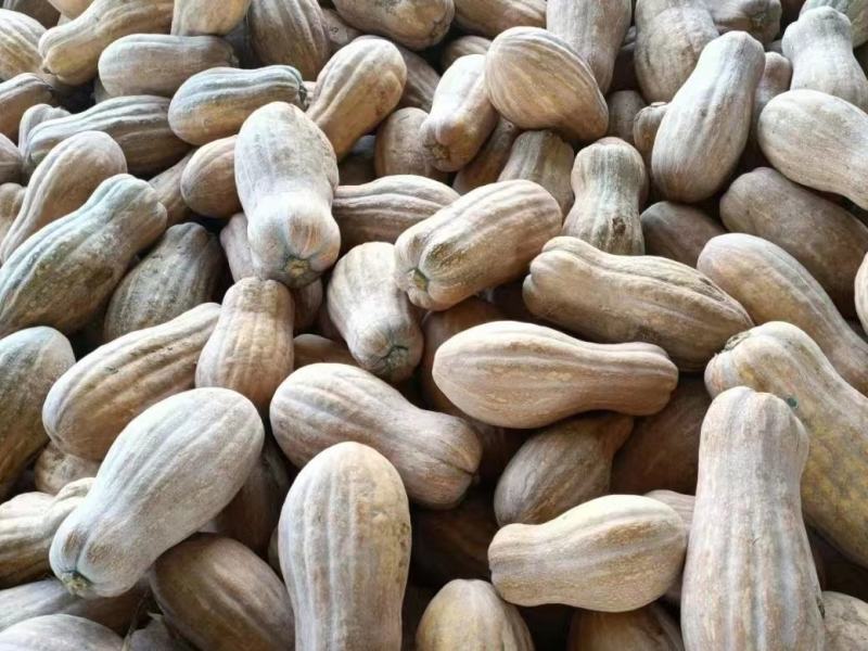 湖北南瓜早熟秘本盘龙204大量有货质量保证