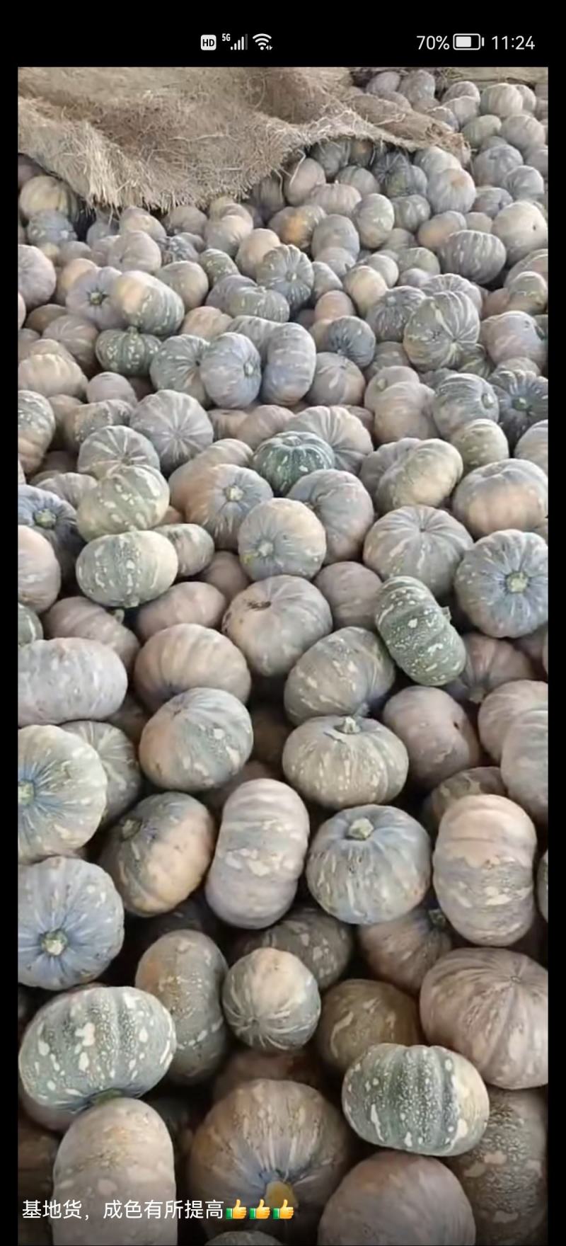 湖北南瓜早熟秘本盘龙204大量有货质量保证