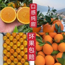 秭归夏橙.海拔低江边货.口感甜一手货源.果园看货全国发货