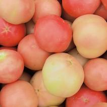 精品硬粉西红柿大量上市中，个头均匀，颜色鲜亮，体形好
