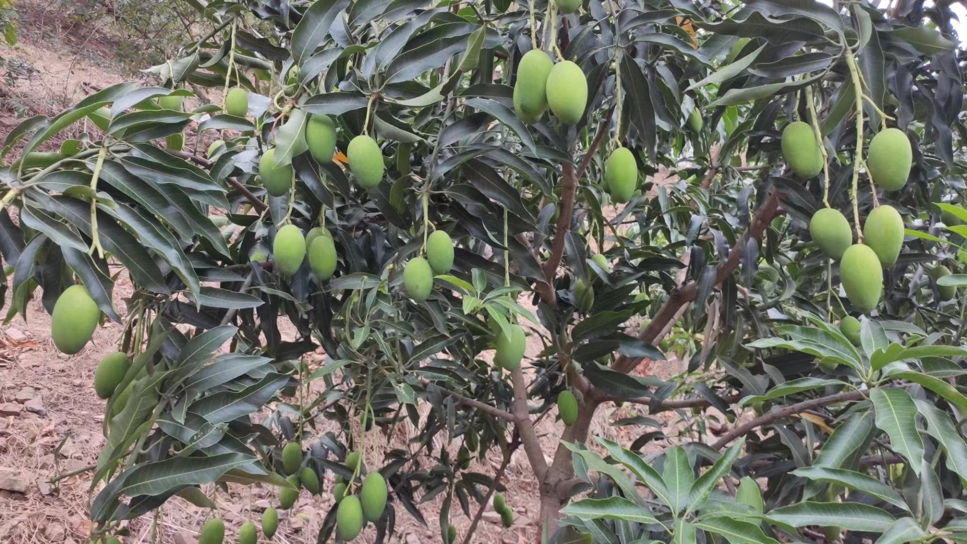 果园内整齐排列的青皮金煌芒果树,果实挂满枝头 果园中的青皮金煌芒果树