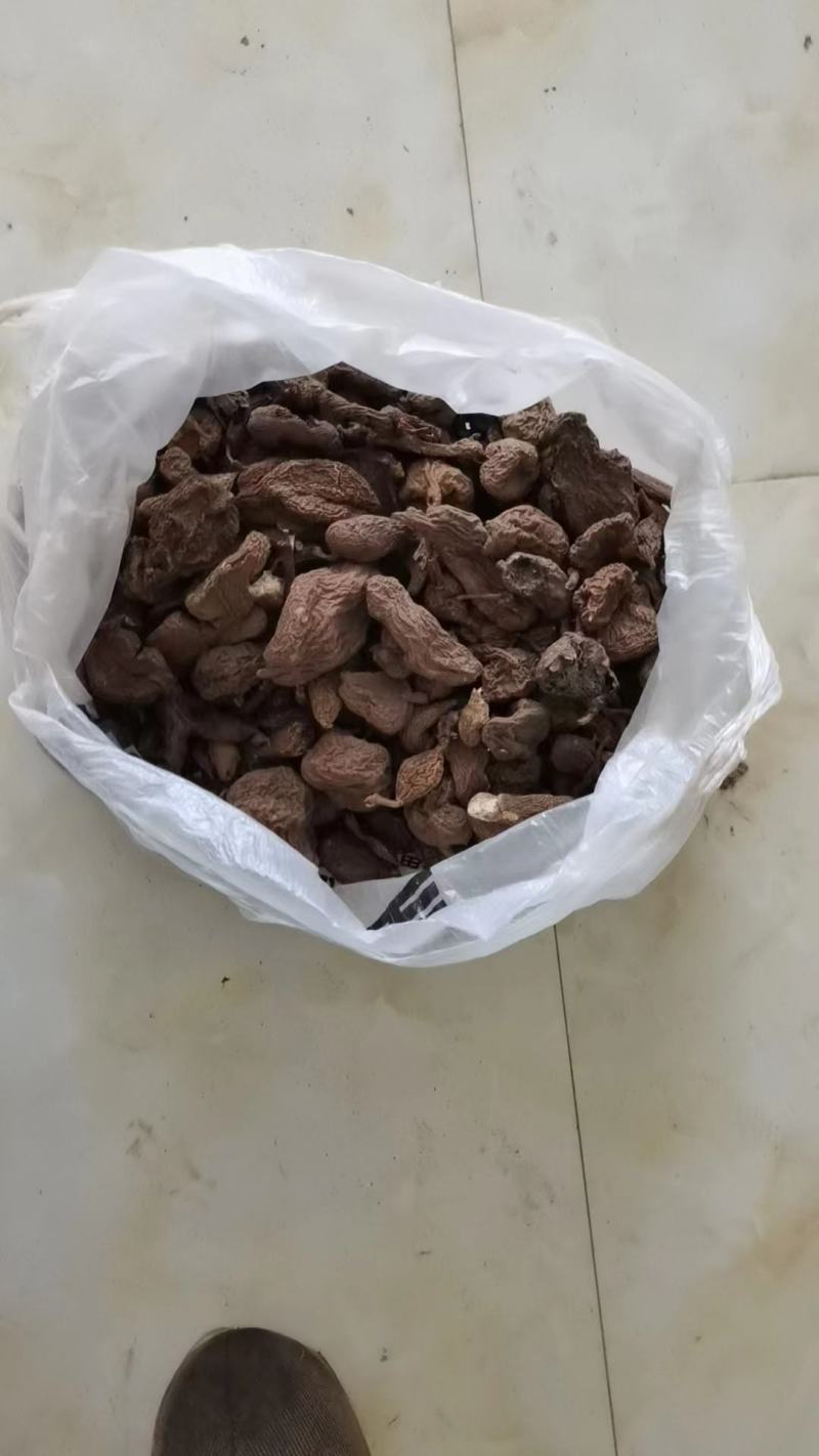 金果榄（地苦胆），
