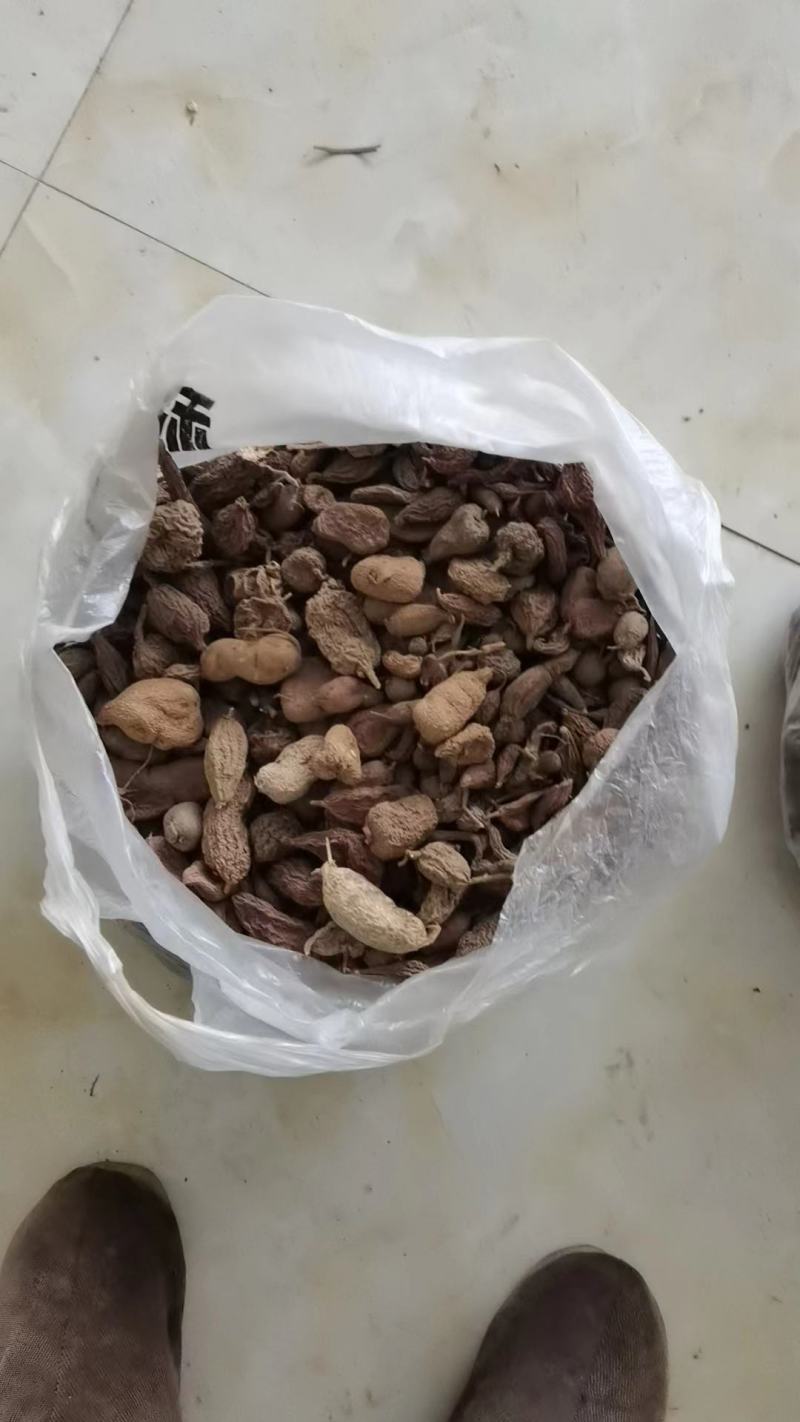 金果榄（地苦胆），
