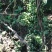 金果榄（地苦胆），