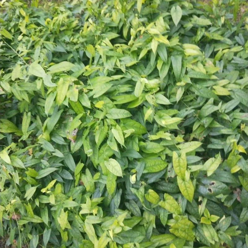 金果榄（地苦胆），