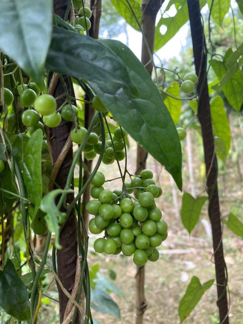 金果榄（地苦胆），