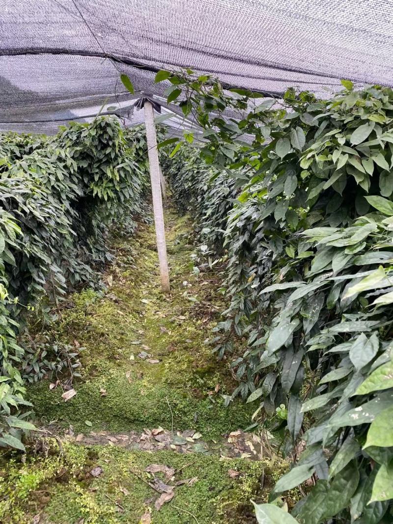 金果榄（地苦胆），