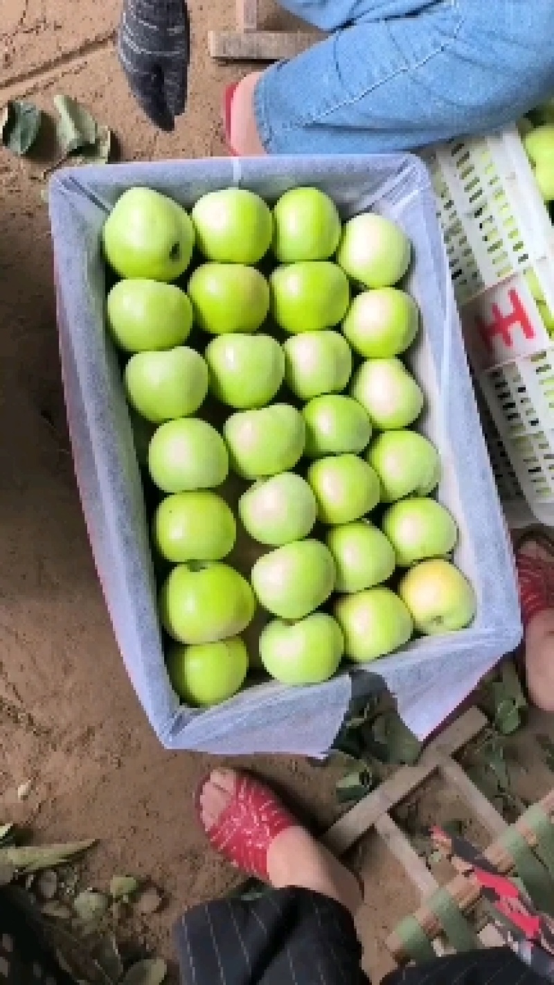 红苹果青苹果