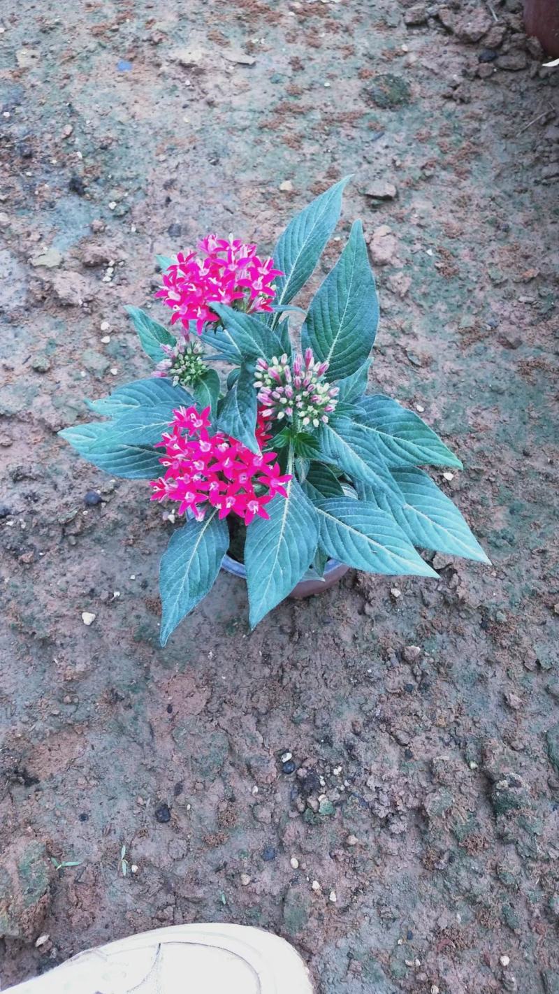 繁星花，基地直销，大量供应，可实地看货，一手货源。