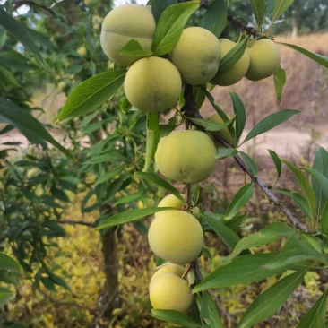 脆甜青脆李