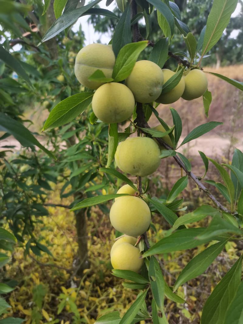 脆甜青脆李