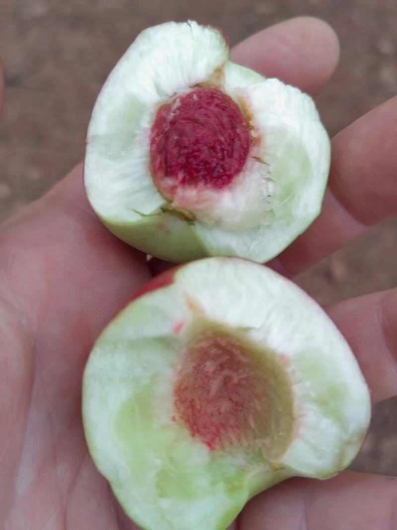 珍珠枣油桃种植基地离核枣油桃大量上市一手货源全国发货
