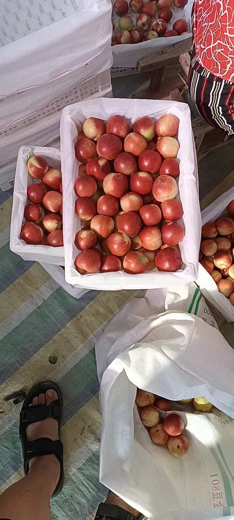 珍珠枣油桃种植基地离核枣油桃大量上市一手货源全国发货