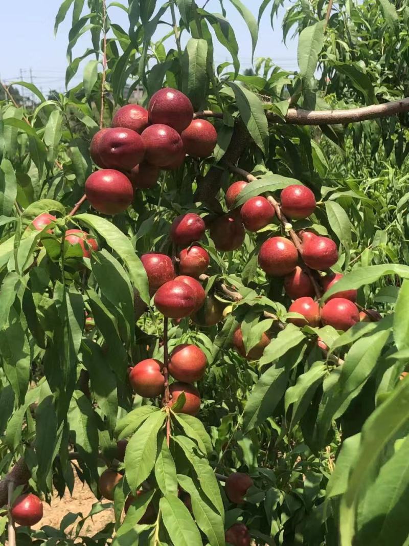 珍珠枣油桃种植基地离核枣油桃大量上市一手货源全国发货