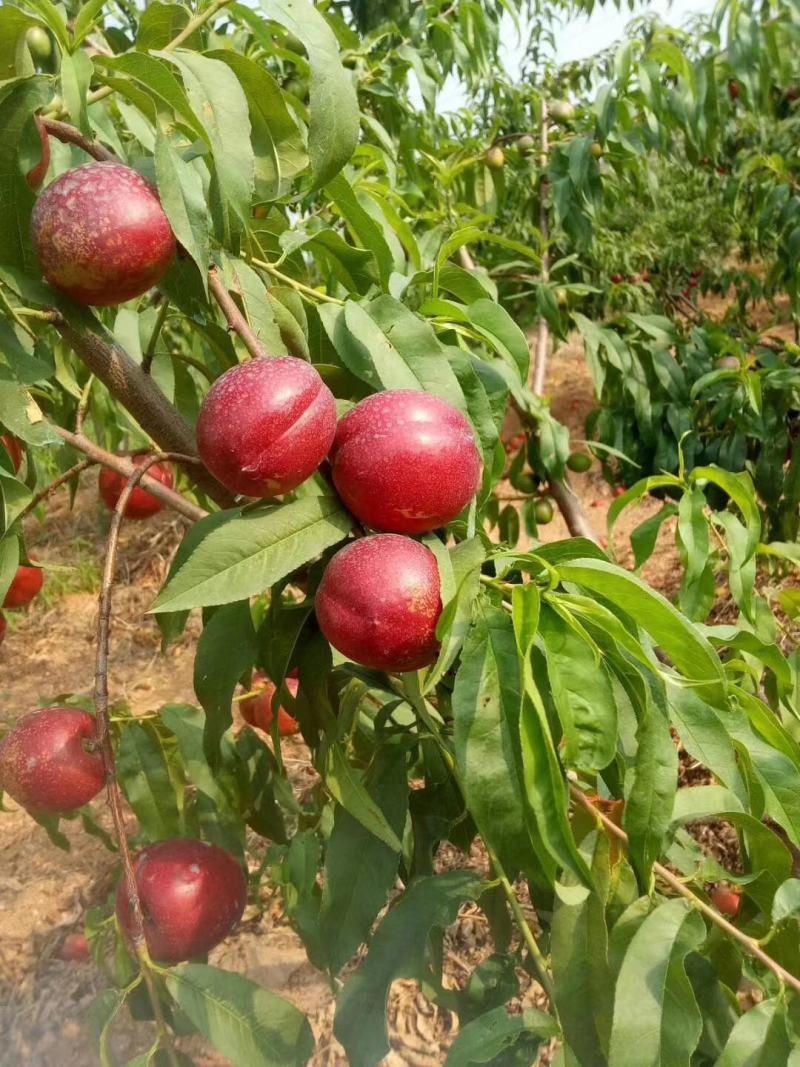 珍珠枣油桃种植基地离核枣油桃大量上市一手货源全国发货