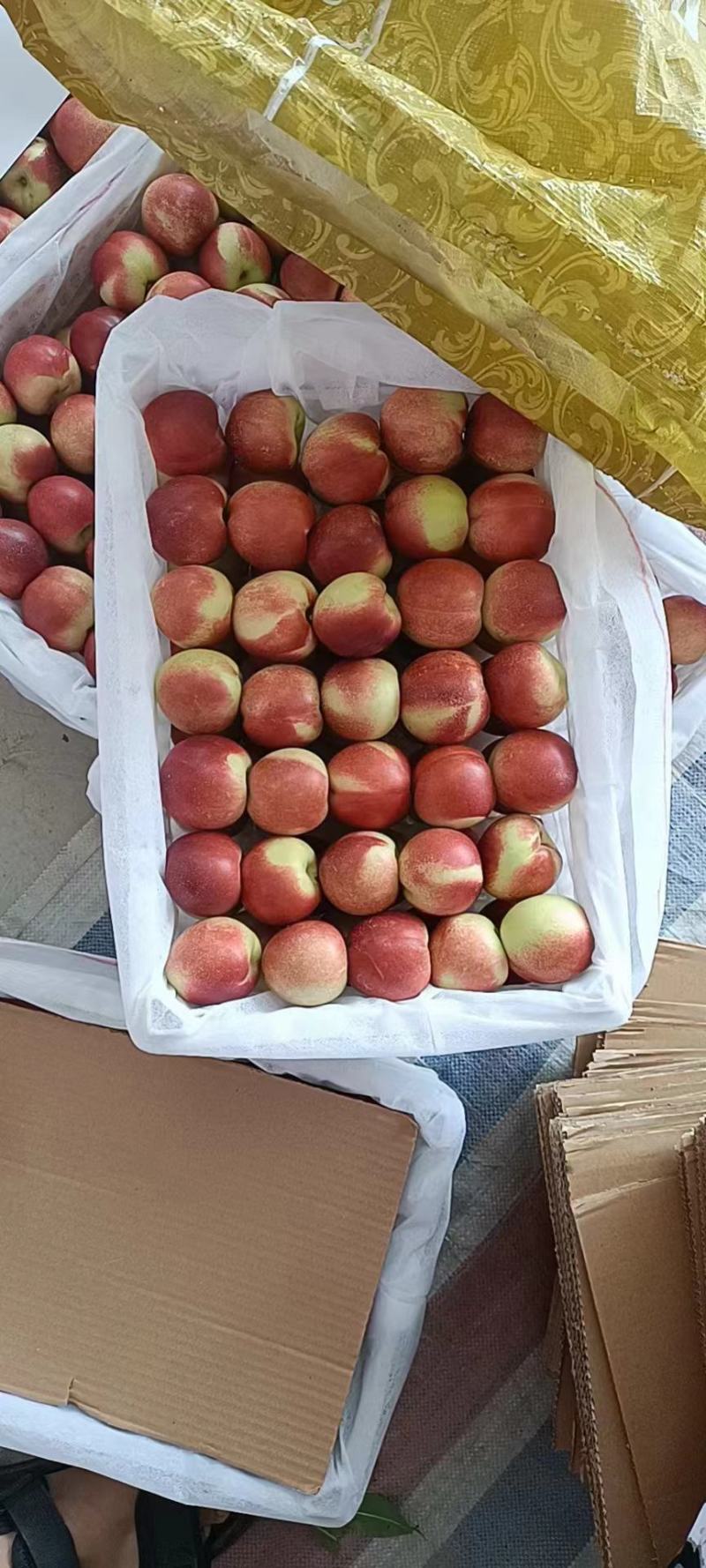 珍珠枣油桃种植基地离核枣油桃大量上市一手货源全国发货