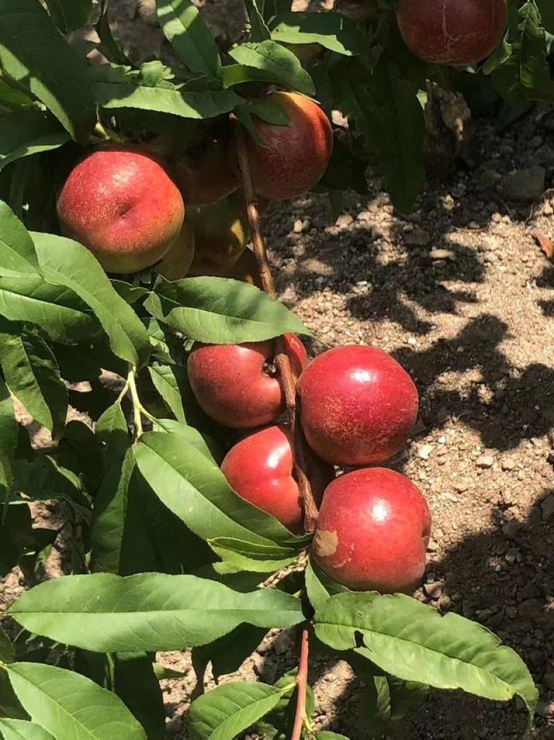 珍珠枣油桃种植基地离核枣油桃大量上市一手货源全国发货