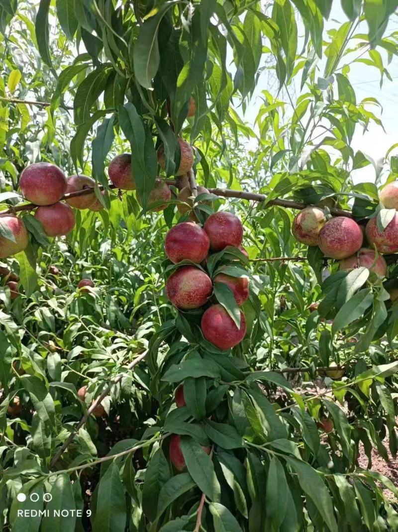 珍珠枣油桃种植基地离核枣油桃大量上市一手货源全国发货