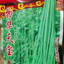 物华天宝小叶翠柳一代天骄豆角种子耐老化品质结荚期长