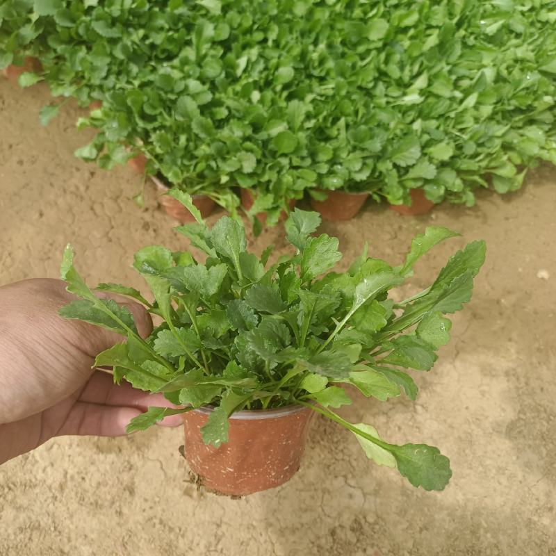 大滨菊基地直销，大量供应，可实地看货，一手货源。