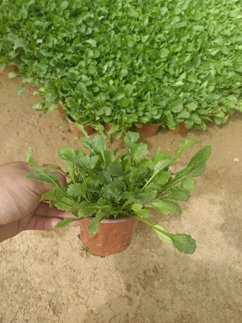 大滨菊基地直销，大量供应，可实地看货，一手货源。