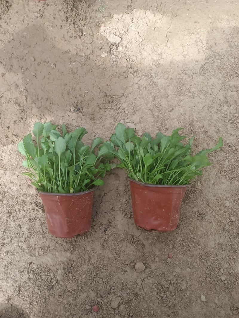 大滨菊基地直销，大量供应，可实地看货，一手货源。