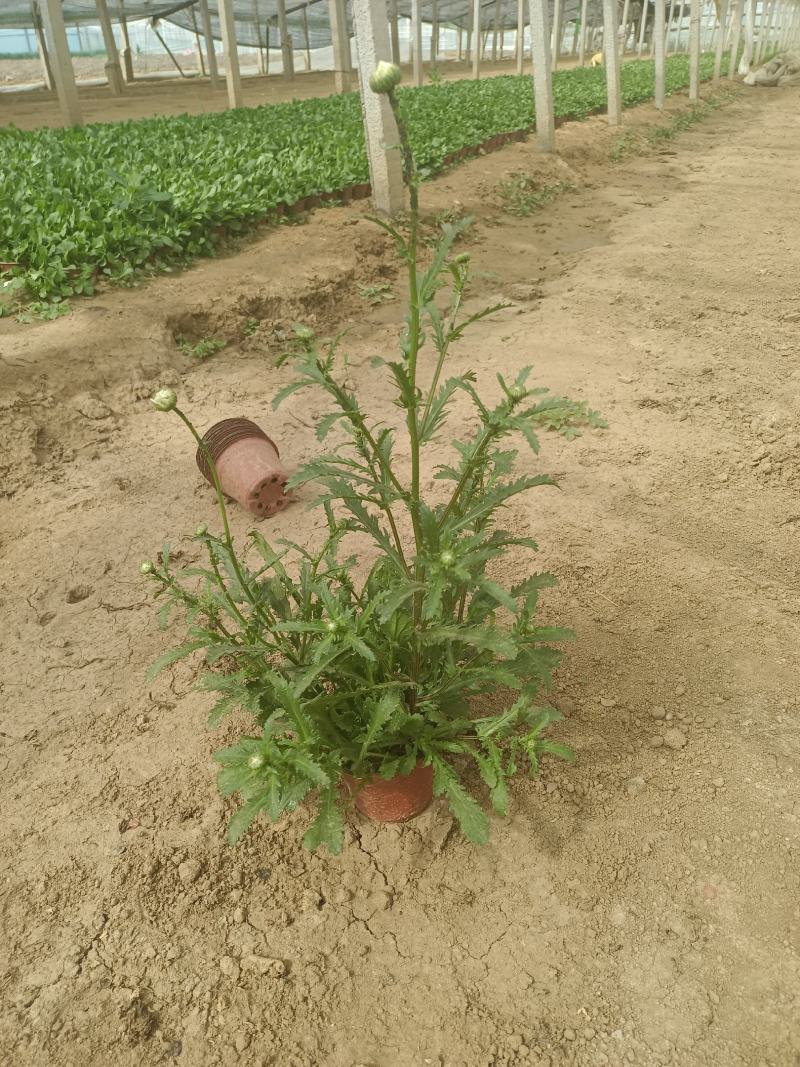 大滨菊基地直销，大量供应，可实地看货，一手货源。